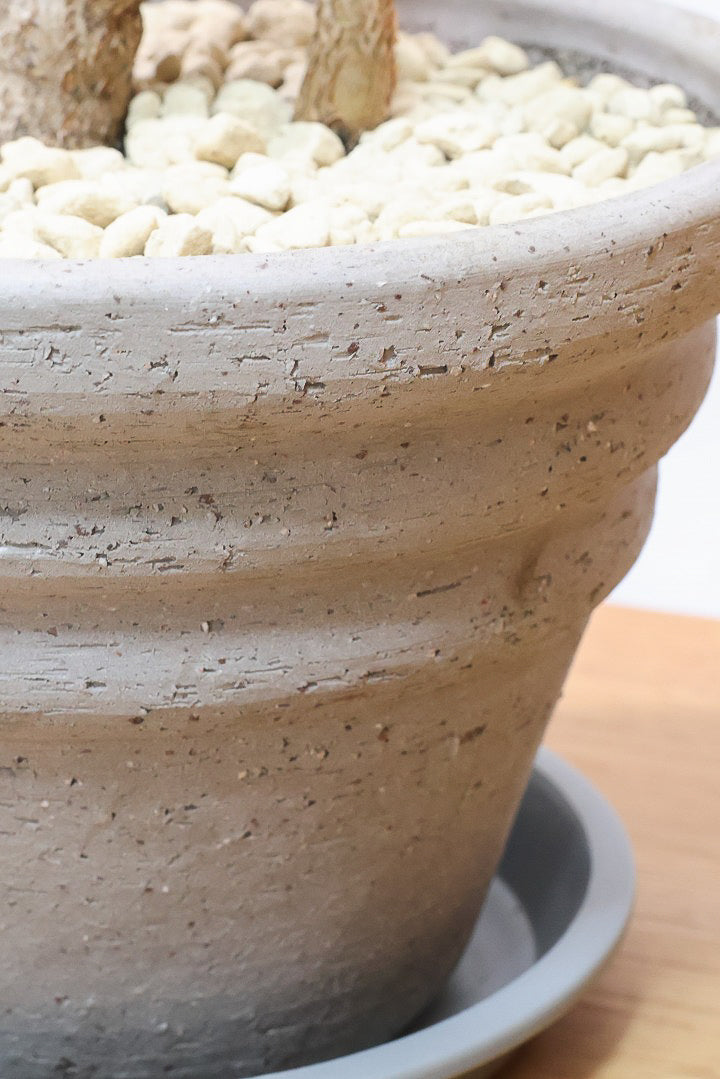 【ブラキキトン ポプルネウス】かわいいフォルムの葉っぱ。根っこはもちろん個性的に仕上がっています！