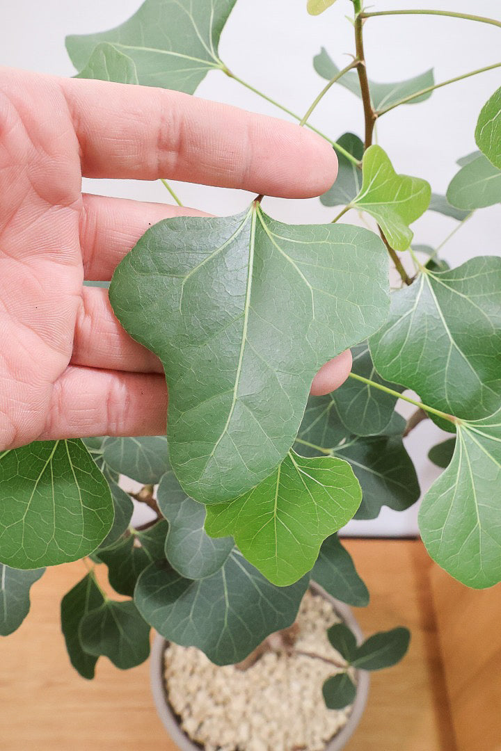 【ブラキキトン ポプルネウス】かわいいフォルムの葉っぱ。根っこはもちろん個性的に仕上がっています！