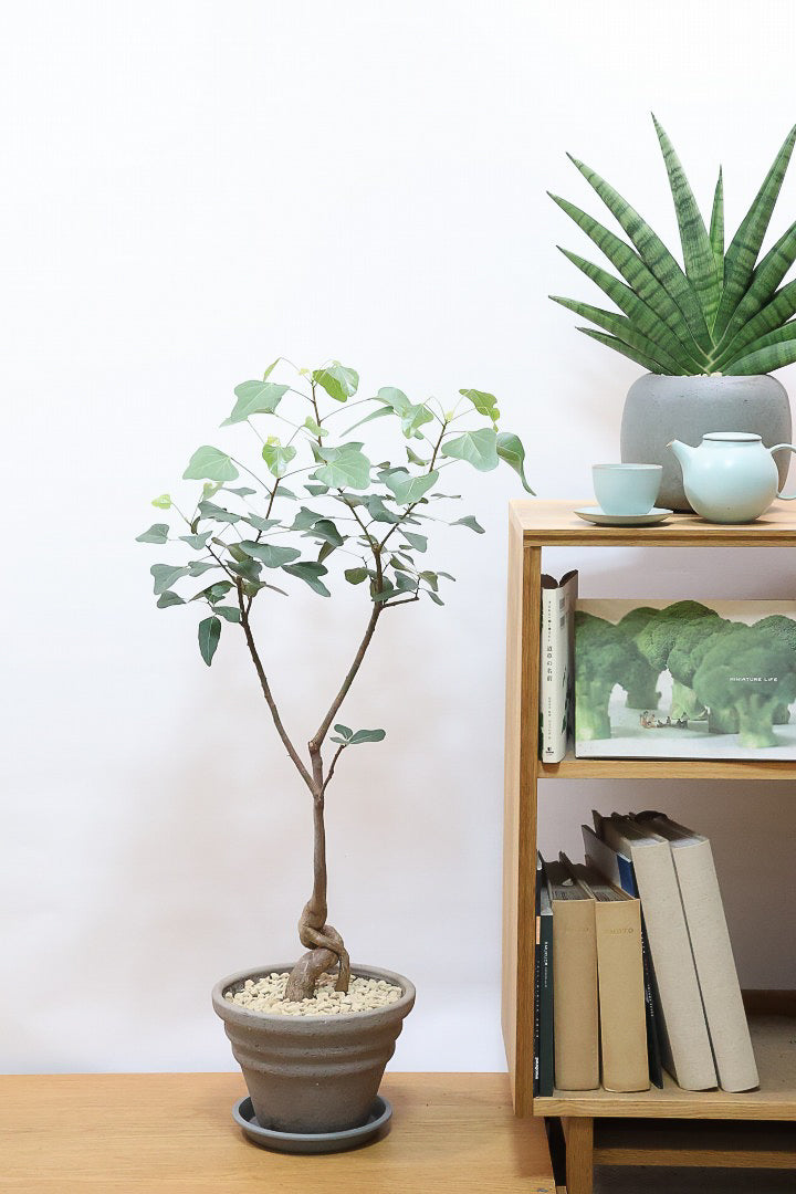 【ブラキキトン ポプルネウス】かわいいフォルムの葉っぱ。根っこはもちろん個性的に仕上がっています！