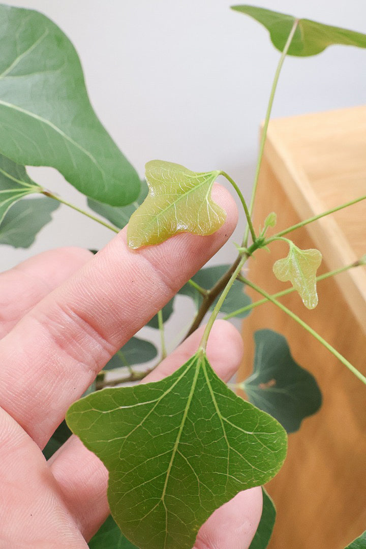 【ブラキキトン ポプルネウス】かわいいフォルムの葉っぱ。根っこはもちろん個性的に仕上がっています！