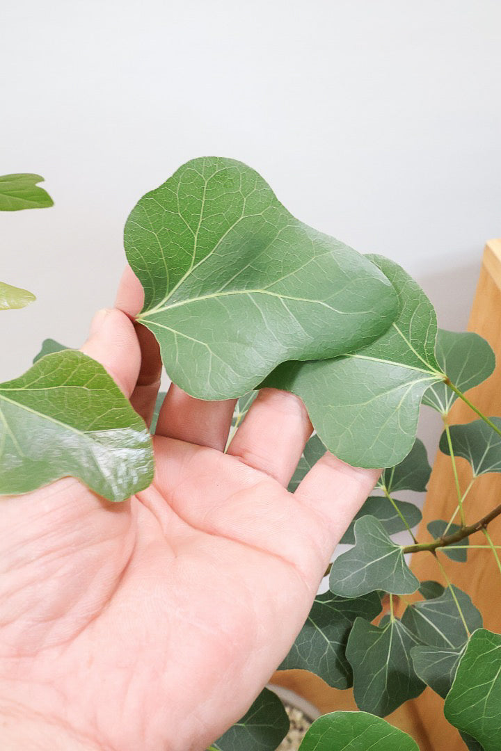 【ブラキキトン ポプルネウス】かわいいフォルムの葉っぱ。根っこはもちろん個性的に仕上がっています！