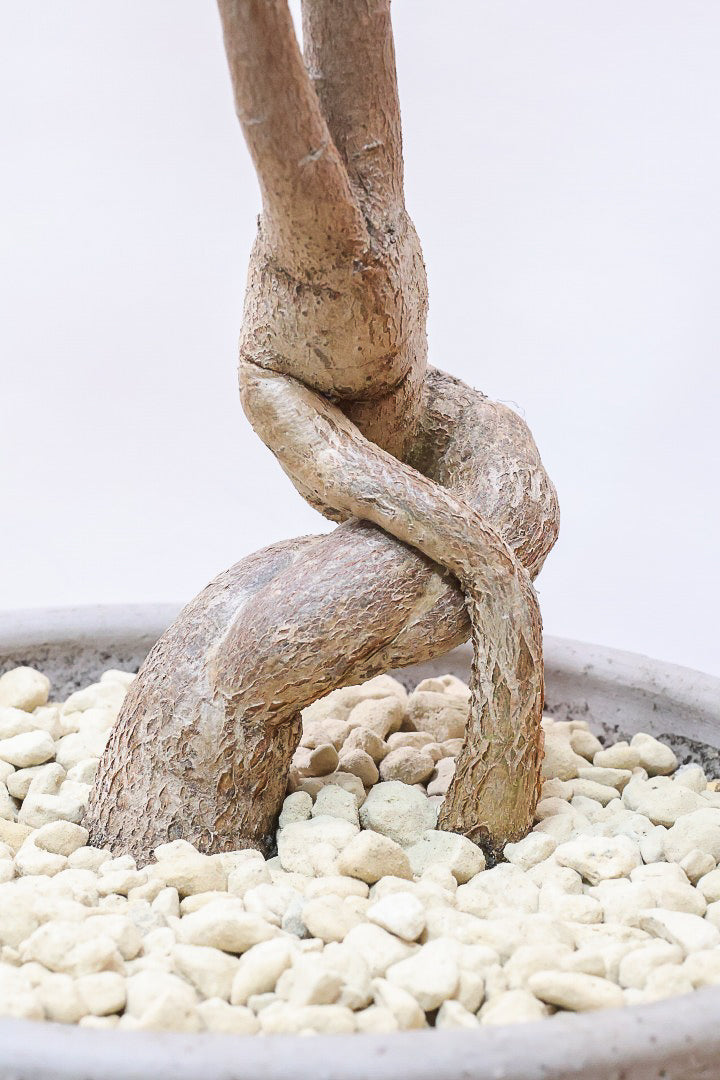 【ブラキキトン ポプルネウス】かわいいフォルムの葉っぱ。根っこはもちろん個性的に仕上がっています！