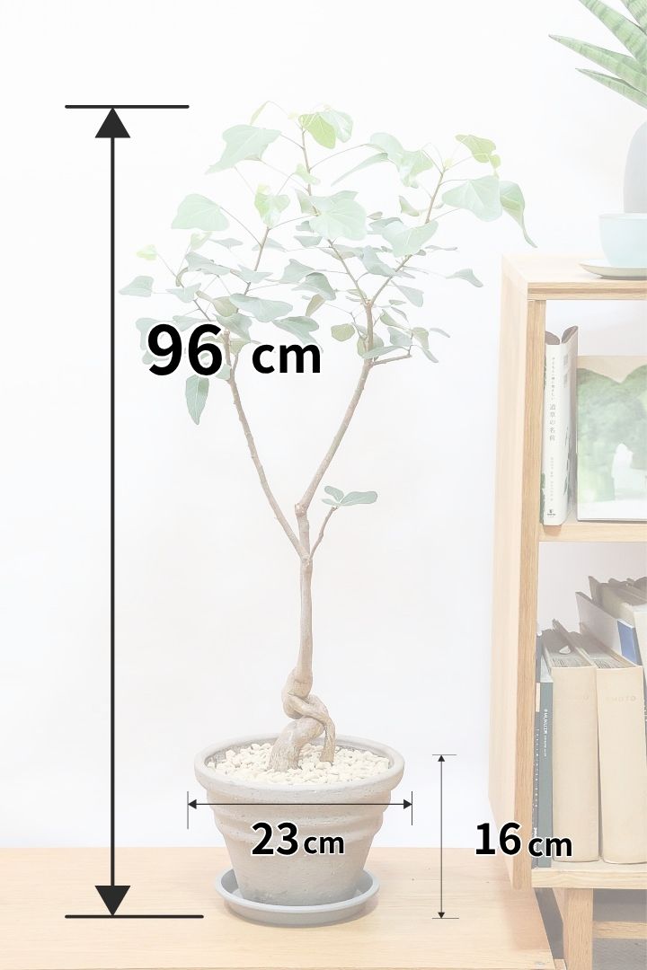 【ブラキキトン ポプルネウス】かわいいフォルムの葉っぱ。根っこはもちろん個性的に仕上がっています！