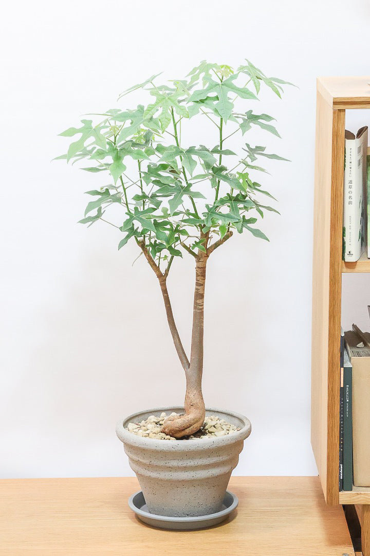 【ブラキキトン ビドウィリー】葉に産毛があるかわいいタイプ。根っこはもちろん個性的に仕上がっています！