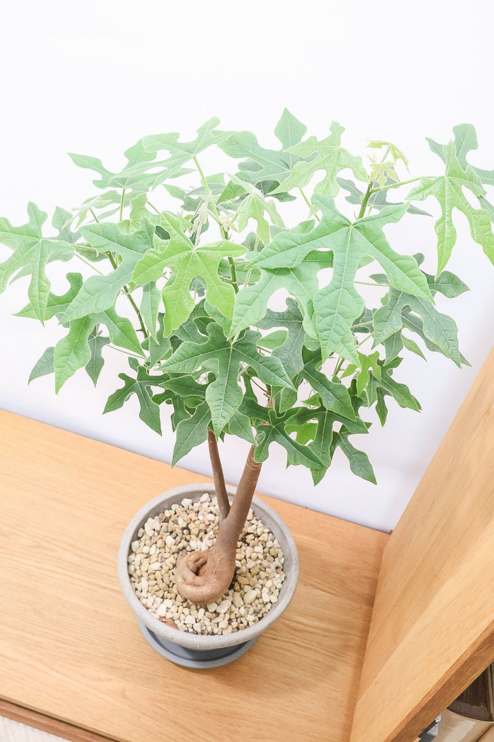 【ブラキキトン ビドウィリー】葉に産毛があるかわいいタイプ。根っこはもちろん個性的に仕上がっています！