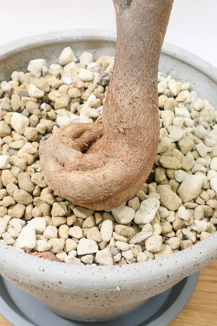 【ブラキキトン ビドウィリー】葉に産毛があるかわいいタイプ。根っこはもちろん個性的に仕上がっています！