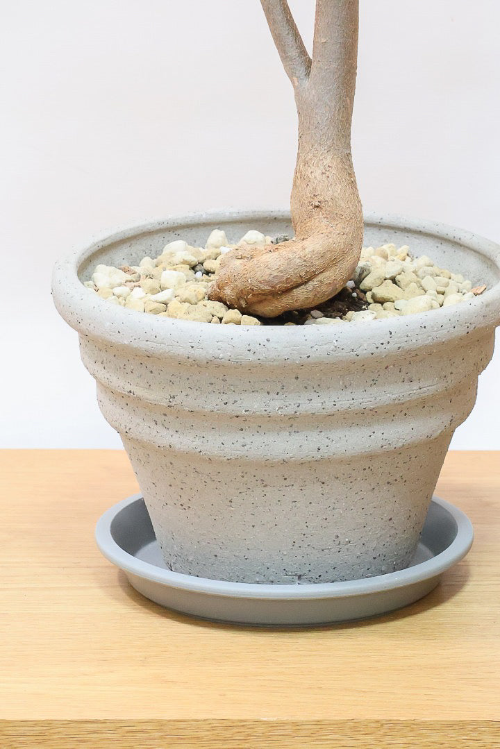 【ブラキキトン ビドウィリー】葉に産毛があるかわいいタイプ。根っこはもちろん個性的に仕上がっています！