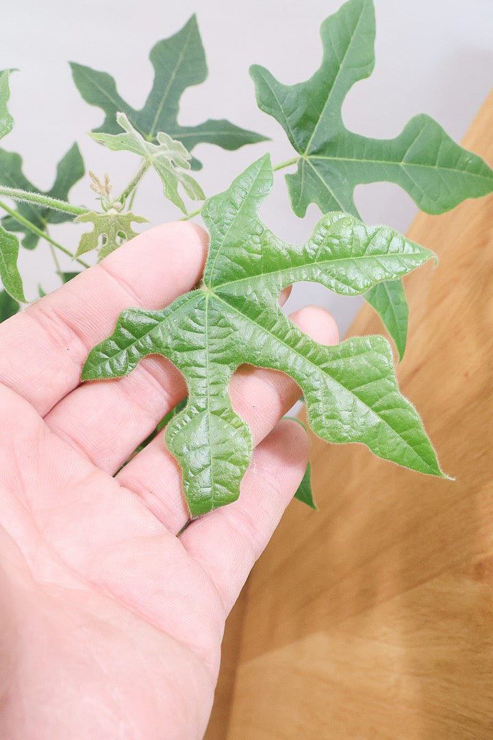 【ブラキキトン ビドウィリー】葉に産毛があるかわいいタイプ。根っこはもちろん個性的に仕上がっています！