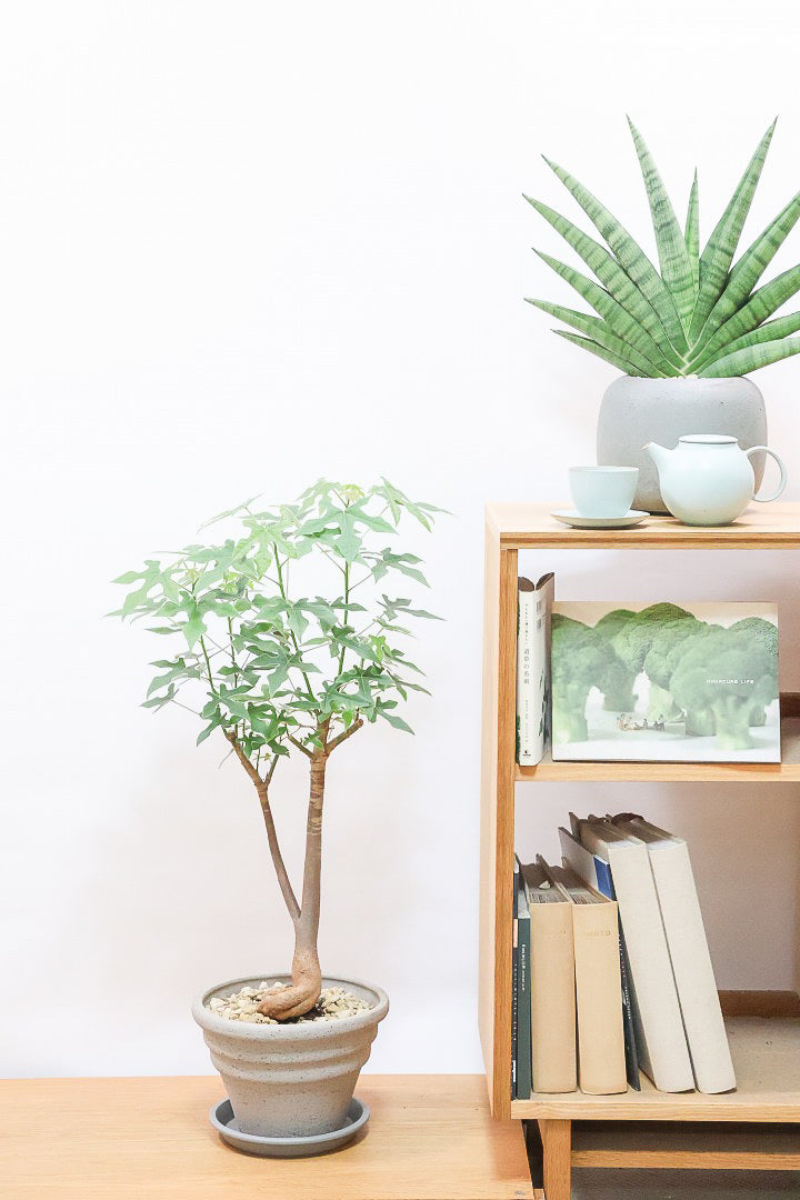 【ブラキキトン ビドウィリー】葉に産毛があるかわいいタイプ。根っこはもちろん個性的に仕上がっています！