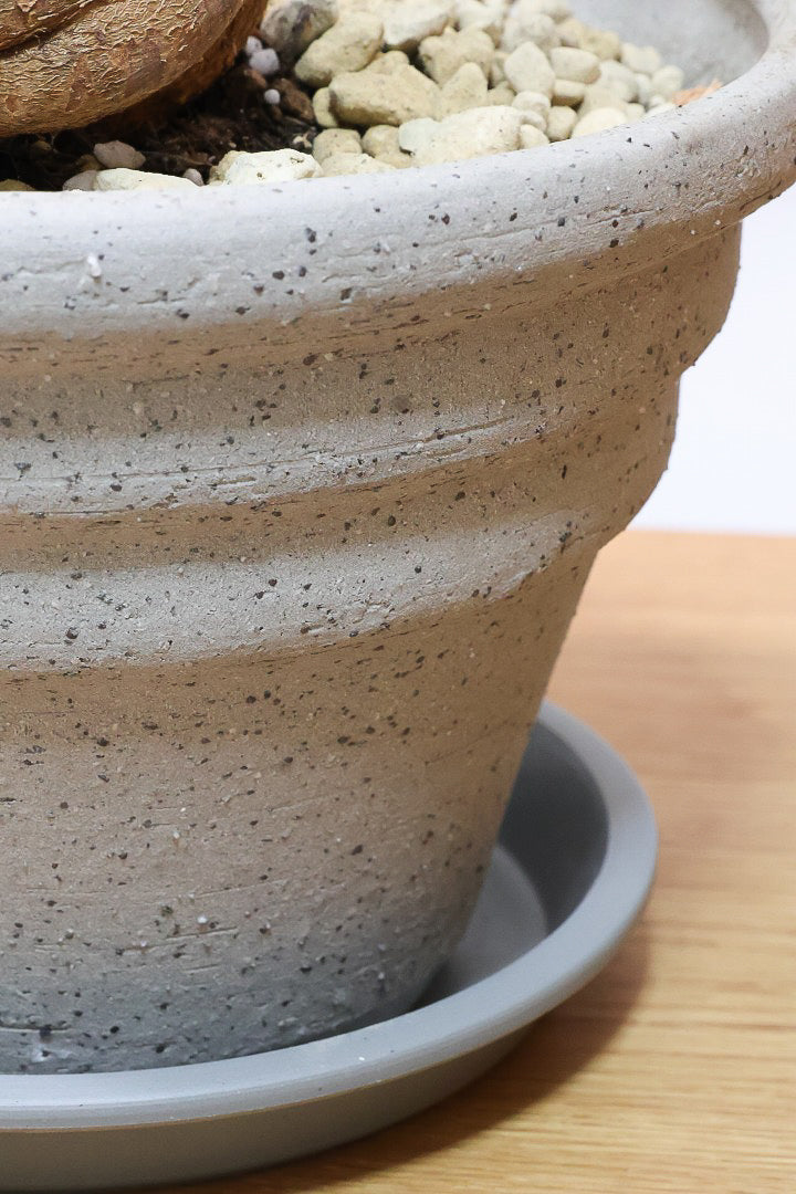 【ブラキキトン ビドウィリー】葉に産毛があるかわいいタイプ。根っこはもちろん個性的に仕上がっています！