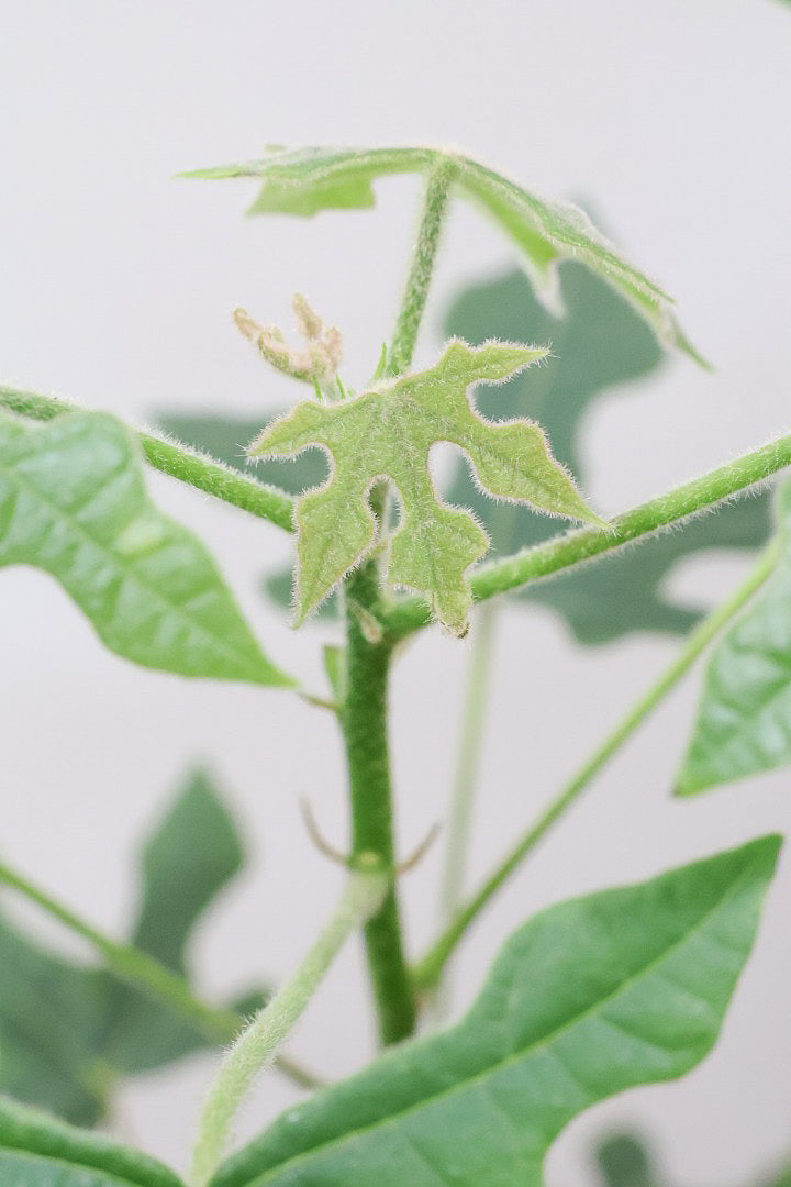 【ブラキキトン ビドウィリー】葉に産毛があるかわいいタイプ。根っこはもちろん個性的に仕上がっています！