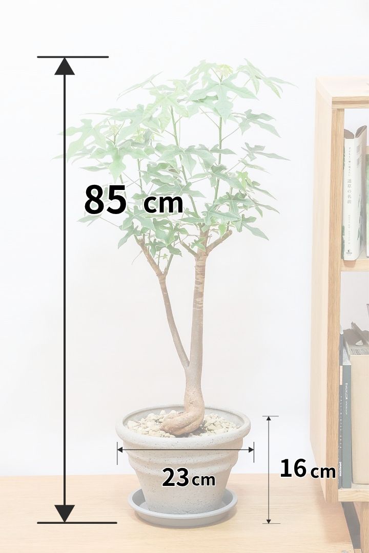 【ブラキキトン ビドウィリー】葉に産毛があるかわいいタイプ。根っこはもちろん個性的に仕上がっています！