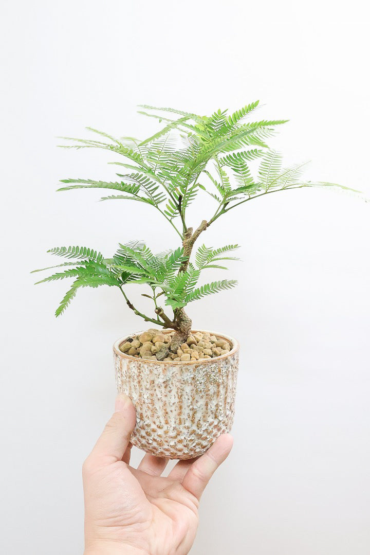 【エバーフレッシュ】作り込まれた雰囲気のある素敵な樹形！葉のバランスがとてもイイ感じですのでおススメです！