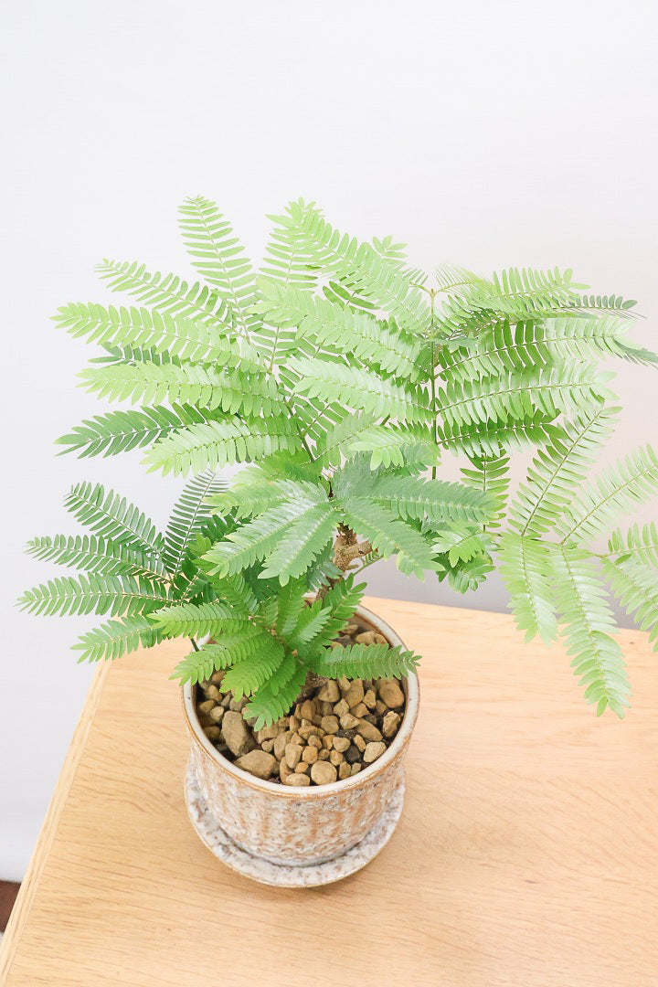 【エバーフレッシュ】作り込まれた雰囲気のある素敵な樹形！葉のバランスがとてもイイ感じですのでおススメです！