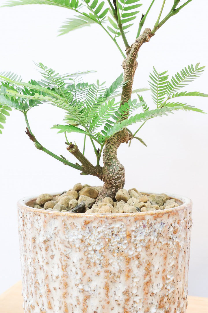 【エバーフレッシュ】作り込まれた雰囲気のある素敵な樹形！葉のバランスがとてもイイ感じですのでおススメです！