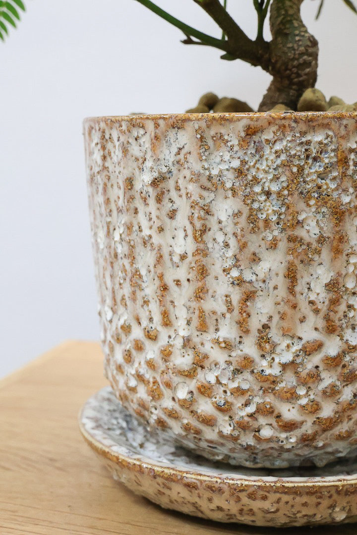 【エバーフレッシュ】作り込まれた雰囲気のある素敵な樹形！葉のバランスがとてもイイ感じですのでおススメです！