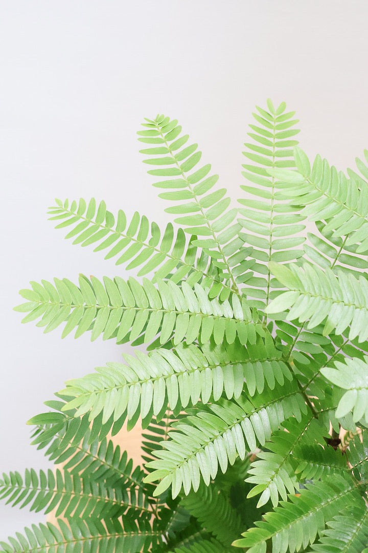 【エバーフレッシュ】作り込まれた雰囲気のある素敵な樹形！葉のバランスがとてもイイ感じですのでおススメです！