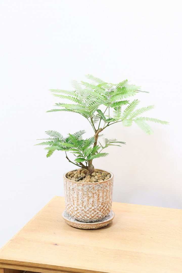 【エバーフレッシュ】作り込まれた雰囲気のある素敵な樹形！葉のバランスがとてもイイ感じですのでおススメです！