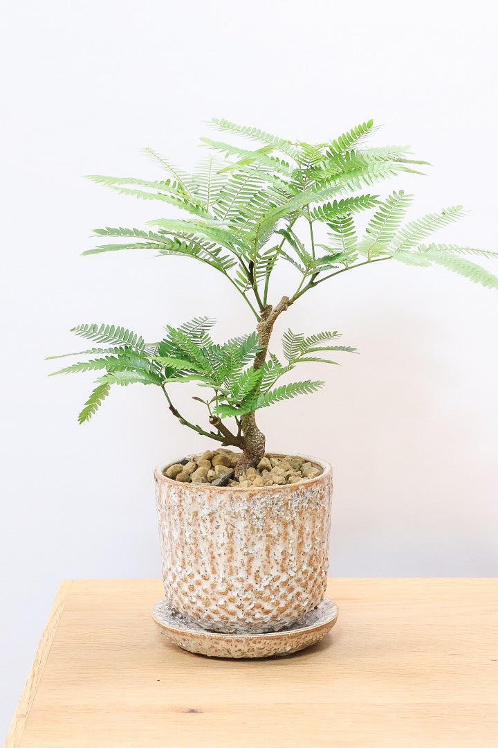 【エバーフレッシュ】作り込まれた雰囲気のある素敵な樹形！葉のバランスがとてもイイ感じですのでおススメです！