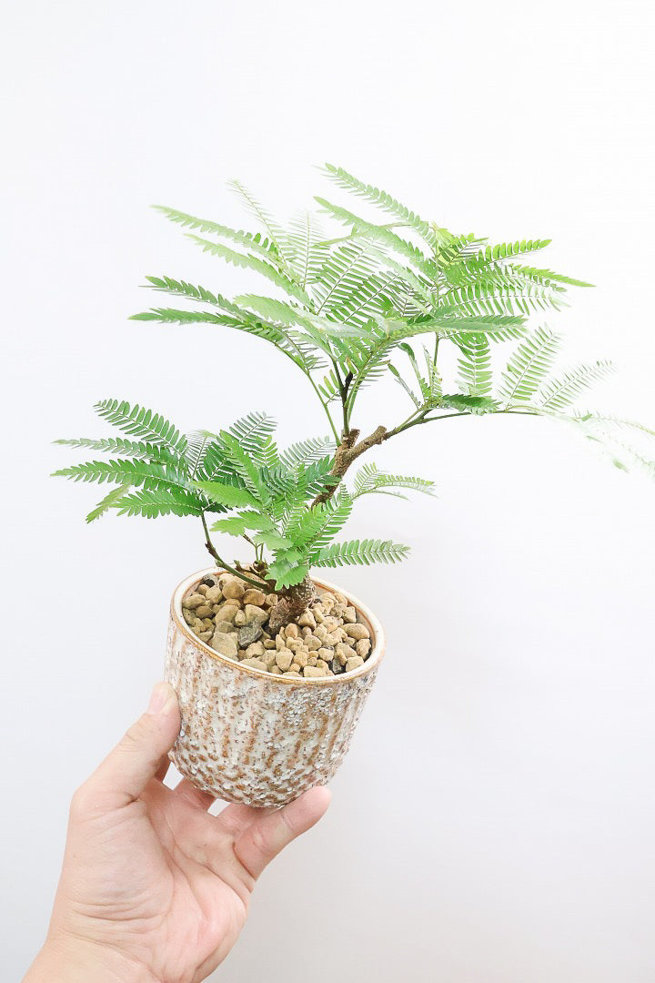 【エバーフレッシュ】作り込まれた雰囲気のある素敵な樹形！葉のバランスがとてもイイ感じですのでおススメです！