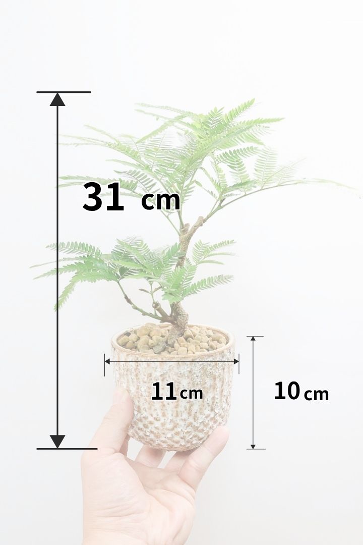 【エバーフレッシュ】作り込まれた雰囲気のある素敵な樹形！葉のバランスがとてもイイ感じですのでおススメです！