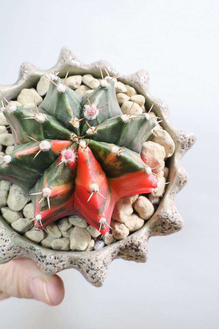 【ギムノカリキウム】これがラストの入荷！しばらく入荷はありません！個性的で独特な大型種！鮮やかな色合いがGOOD！