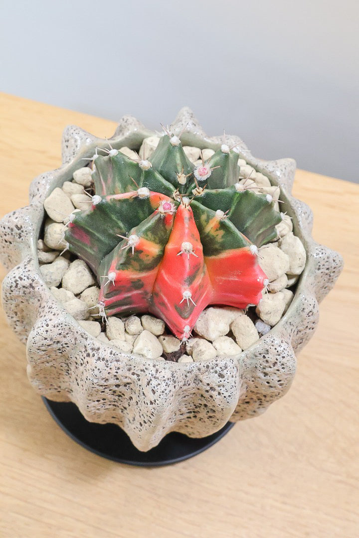 【ギムノカリキウム】これがラストの入荷！しばらく入荷はありません！個性的で独特な大型種！鮮やかな色合いがGOOD！