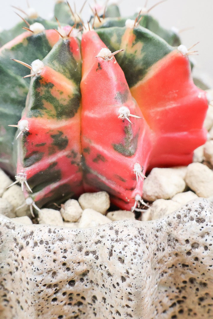 【ギムノカリキウム】これがラストの入荷！しばらく入荷はありません！個性的で独特な大型種！鮮やかな色合いがGOOD！