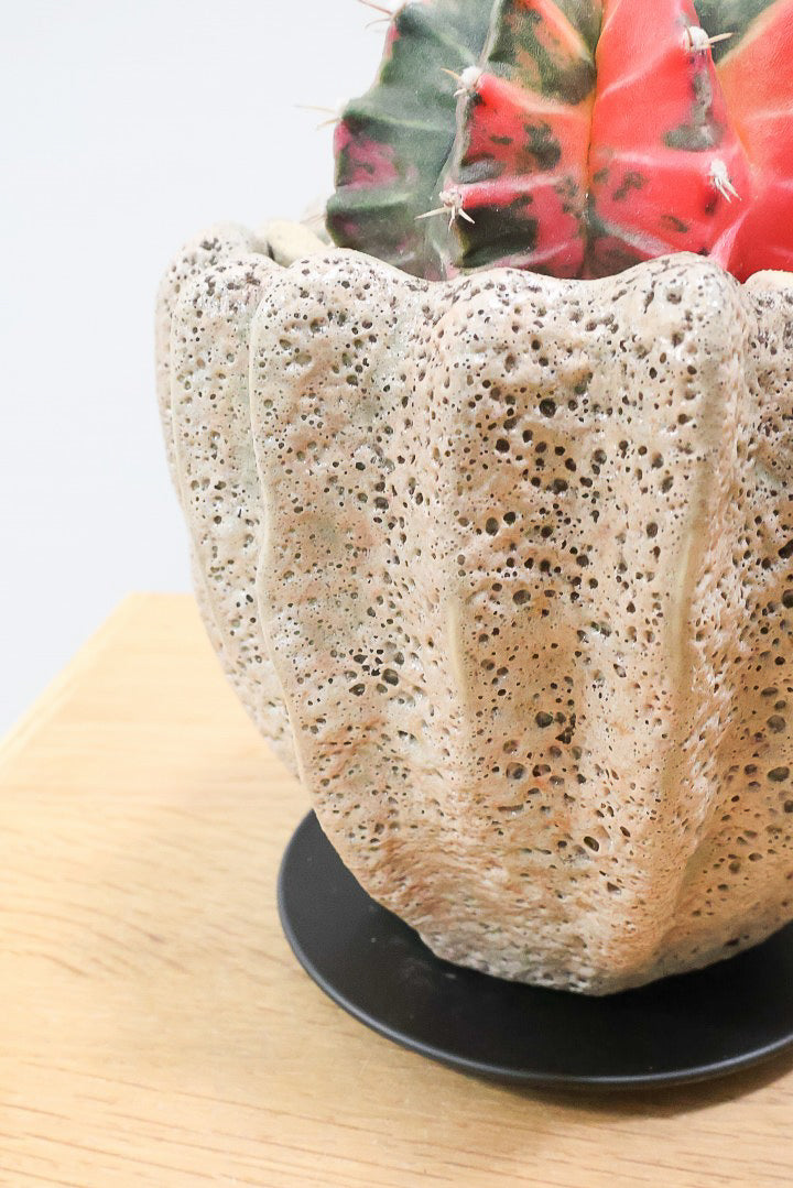 【ギムノカリキウム】これがラストの入荷！しばらく入荷はありません！個性的で独特な大型種！鮮やかな色合いがGOOD！