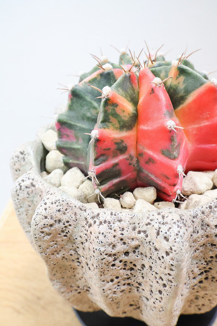 【ギムノカリキウム】これがラストの入荷！しばらく入荷はありません！個性的で独特な大型種！鮮やかな色合いがGOOD！