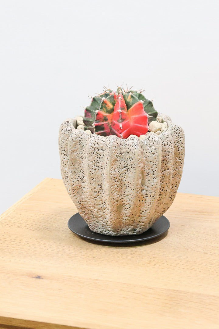 【ギムノカリキウム】これがラストの入荷！しばらく入荷はありません！個性的で独特な大型種！鮮やかな色合いがGOOD！