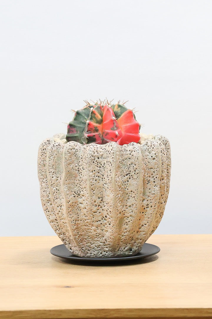 【ギムノカリキウム】これがラストの入荷！しばらく入荷はありません！個性的で独特な大型種！鮮やかな色合いがGOOD！