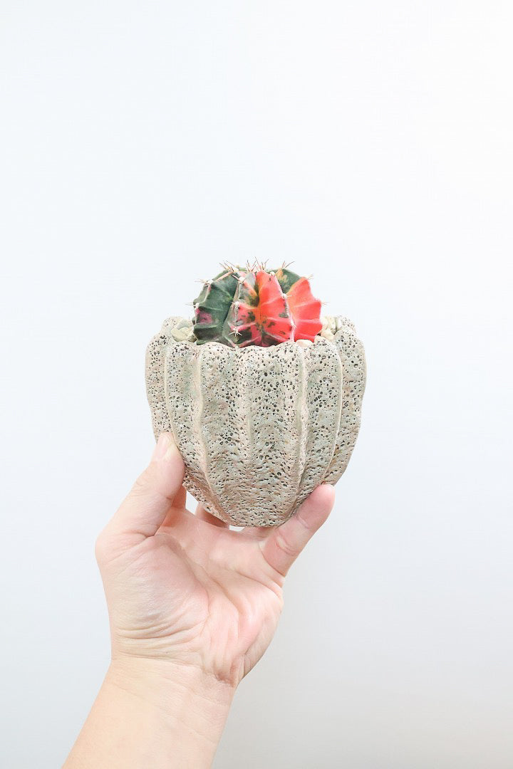 【ギムノカリキウム】これがラストの入荷！しばらく入荷はありません！個性的で独特な大型種！鮮やかな色合いがGOOD！