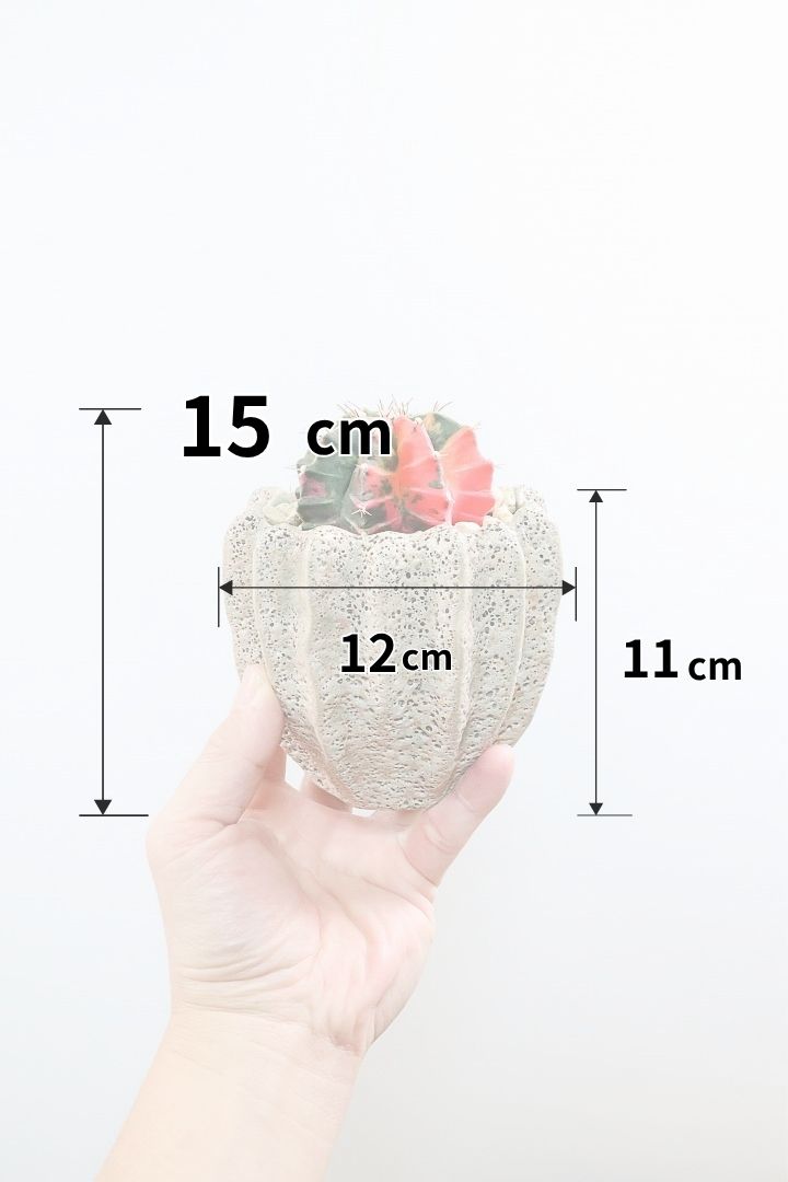 【ギムノカリキウム】これがラストの入荷！しばらく入荷はありません！個性的で独特な大型種！鮮やかな色合いがGOOD！