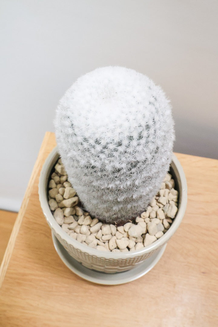 【マミラリア 希望丸】シンプルな樹形！サボテンの中でも人気の高いホワイト系！傷もなく上質な逸品ですよ！