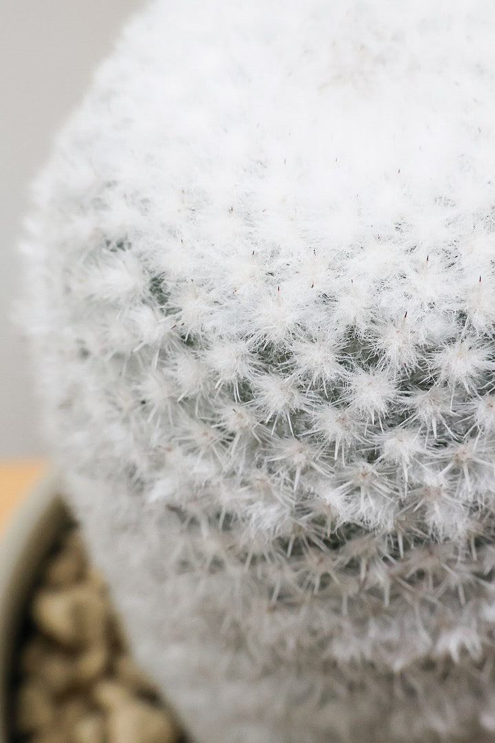 【マミラリア 希望丸】シンプルな樹形！サボテンの中でも人気の高いホワイト系！傷もなく上質な逸品ですよ！