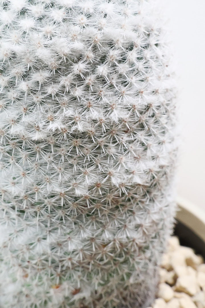 【マミラリア 希望丸】シンプルな樹形！サボテンの中でも人気の高いホワイト系！傷もなく上質な逸品ですよ！