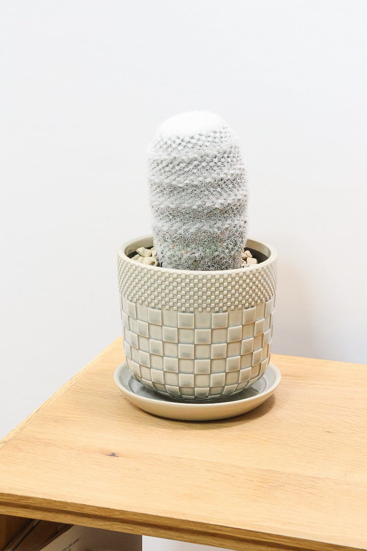 【マミラリア 希望丸】シンプルな樹形！サボテンの中でも人気の高いホワイト系！傷もなく上質な逸品ですよ！