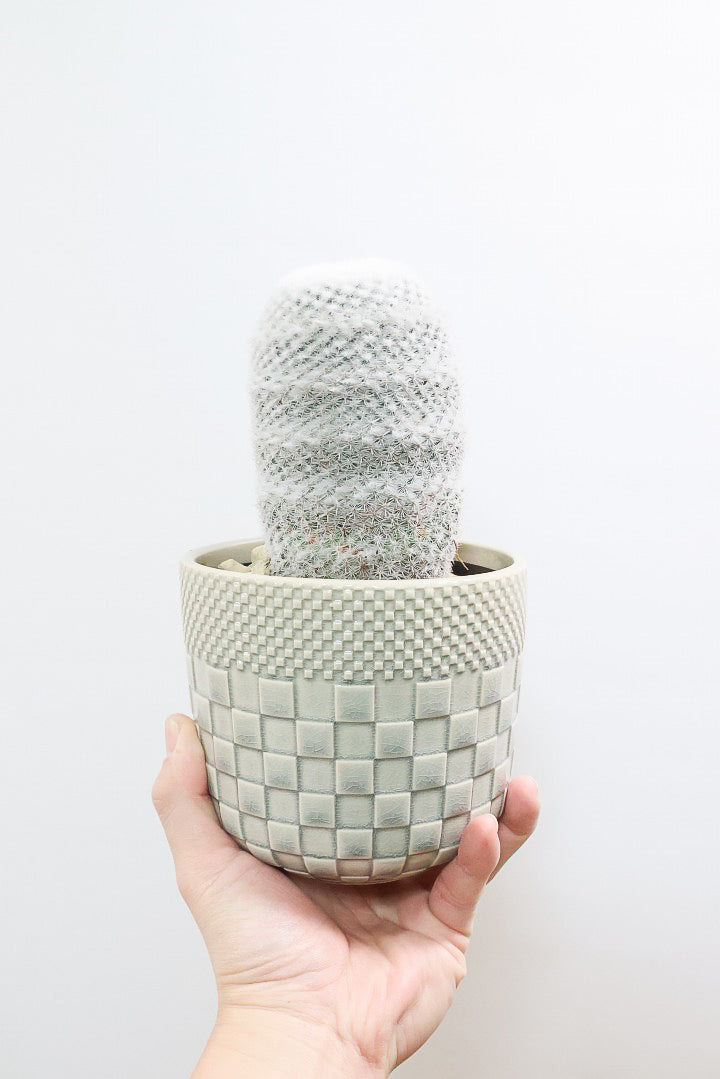 【マミラリア 希望丸】シンプルな樹形！サボテンの中でも人気の高いホワイト系！傷もなく上質な逸品ですよ！