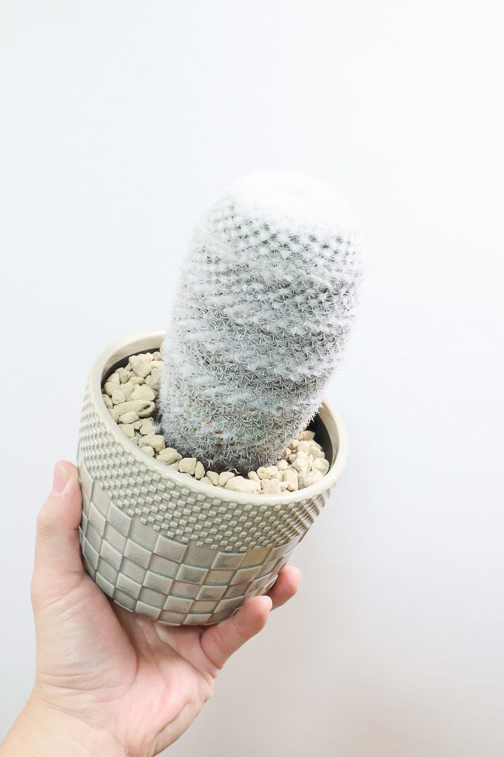 【マミラリア 希望丸】シンプルな樹形！サボテンの中でも人気の高いホワイト系！傷もなく上質な逸品ですよ！