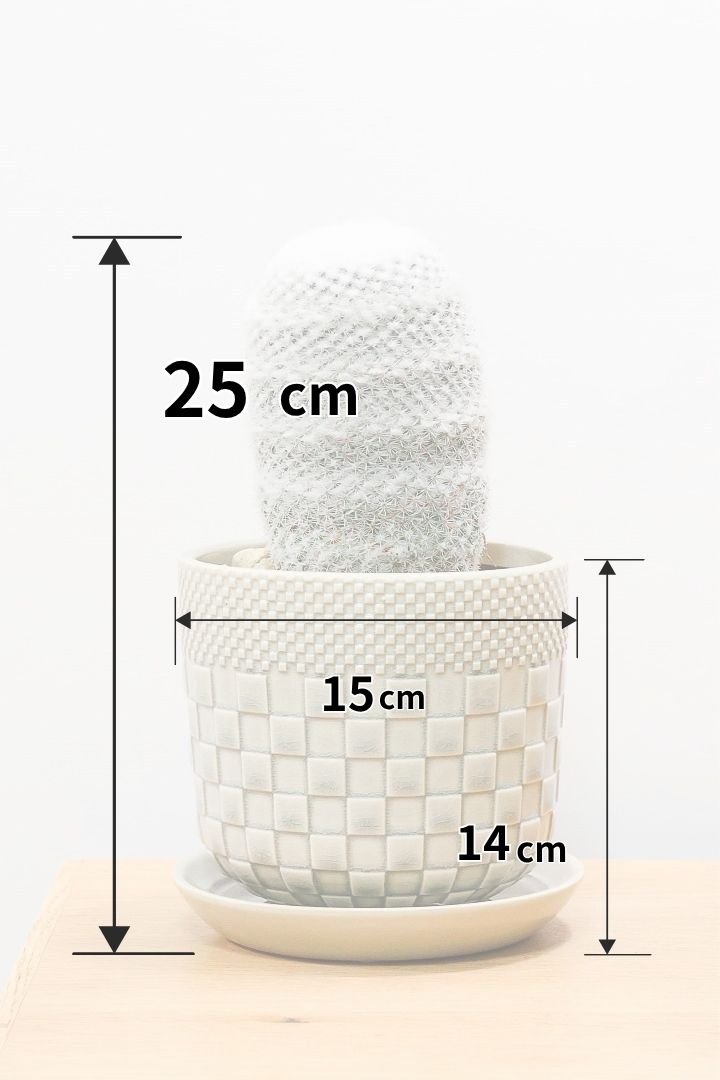 【マミラリア 希望丸】シンプルな樹形！サボテンの中でも人気の高いホワイト系！傷もなく上質な逸品ですよ！