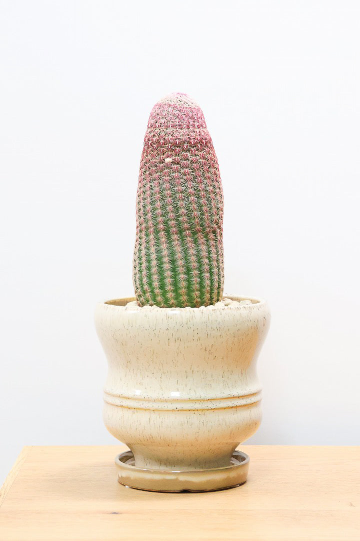 【エキノセレウス 紫太陽】サボテンには珍しい紫が美しい品種！この大きめサイズは希少なんです！傷もなく上質な逸品ですよ！