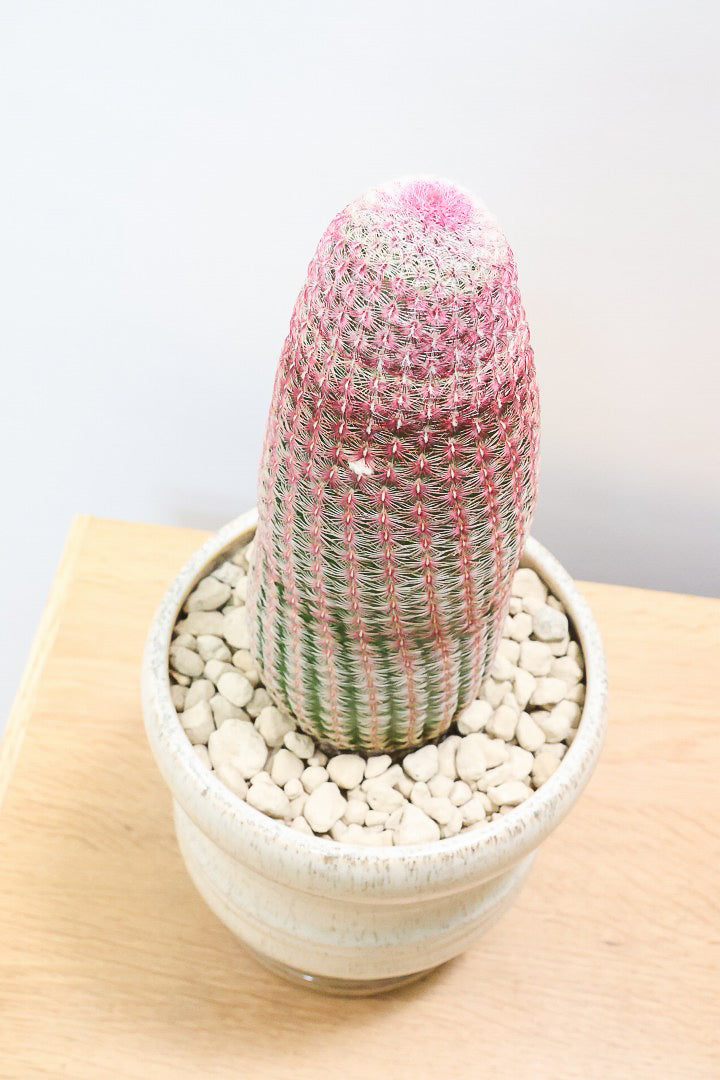 【エキノセレウス 紫太陽】サボテンには珍しい紫が美しい品種！この大きめサイズは希少なんです！傷もなく上質な逸品ですよ！