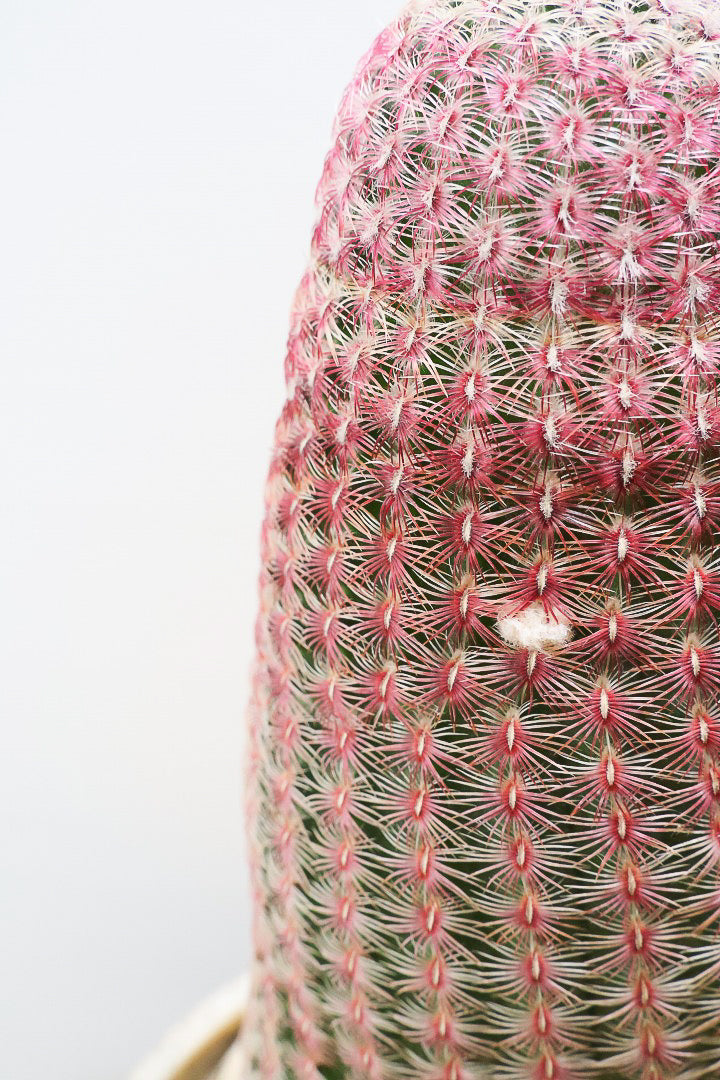 【エキノセレウス 紫太陽】サボテンには珍しい紫が美しい品種！この大きめサイズは希少なんです！傷もなく上質な逸品ですよ！