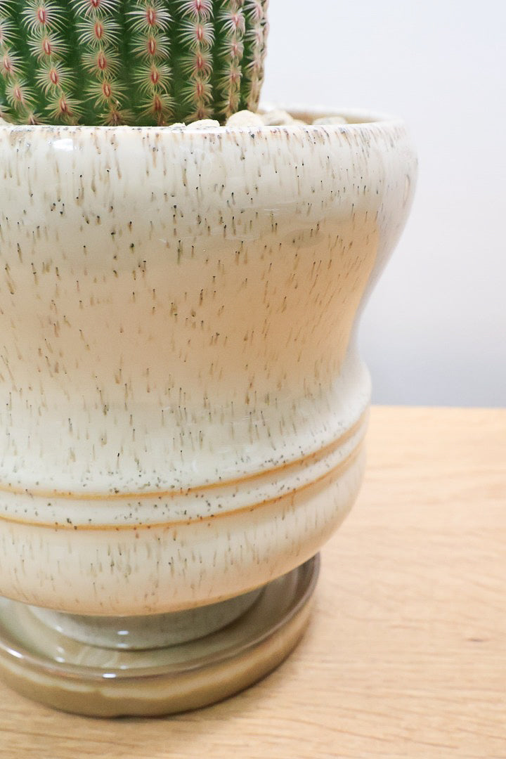 【エキノセレウス 紫太陽】サボテンには珍しい紫が美しい品種！この大きめサイズは希少なんです！傷もなく上質な逸品ですよ！