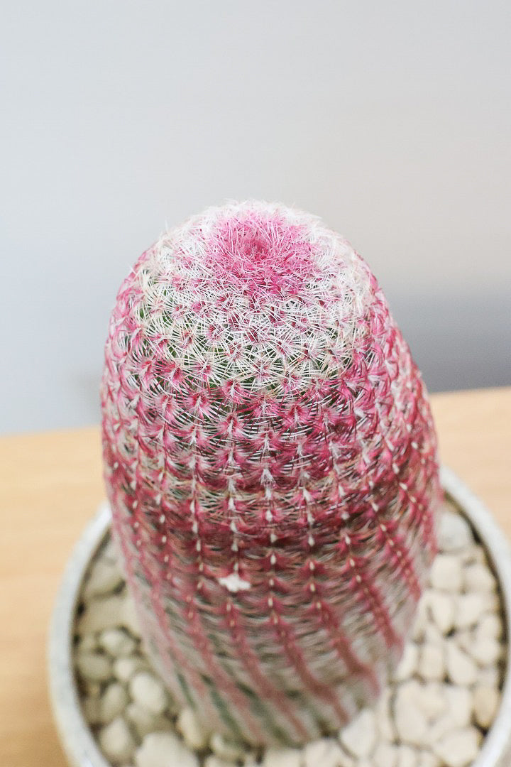 【エキノセレウス 紫太陽】サボテンには珍しい紫が美しい品種！この大きめサイズは希少なんです！傷もなく上質な逸品ですよ！