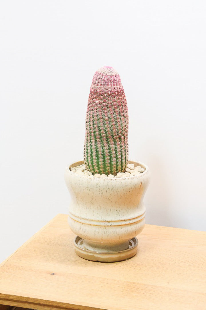 【エキノセレウス 紫太陽】サボテンには珍しい紫が美しい品種！この大きめサイズは希少なんです！傷もなく上質な逸品ですよ！