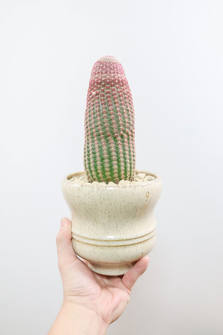 【エキノセレウス 紫太陽】サボテンには珍しい紫が美しい品種！この大きめサイズは希少なんです！傷もなく上質な逸品ですよ！