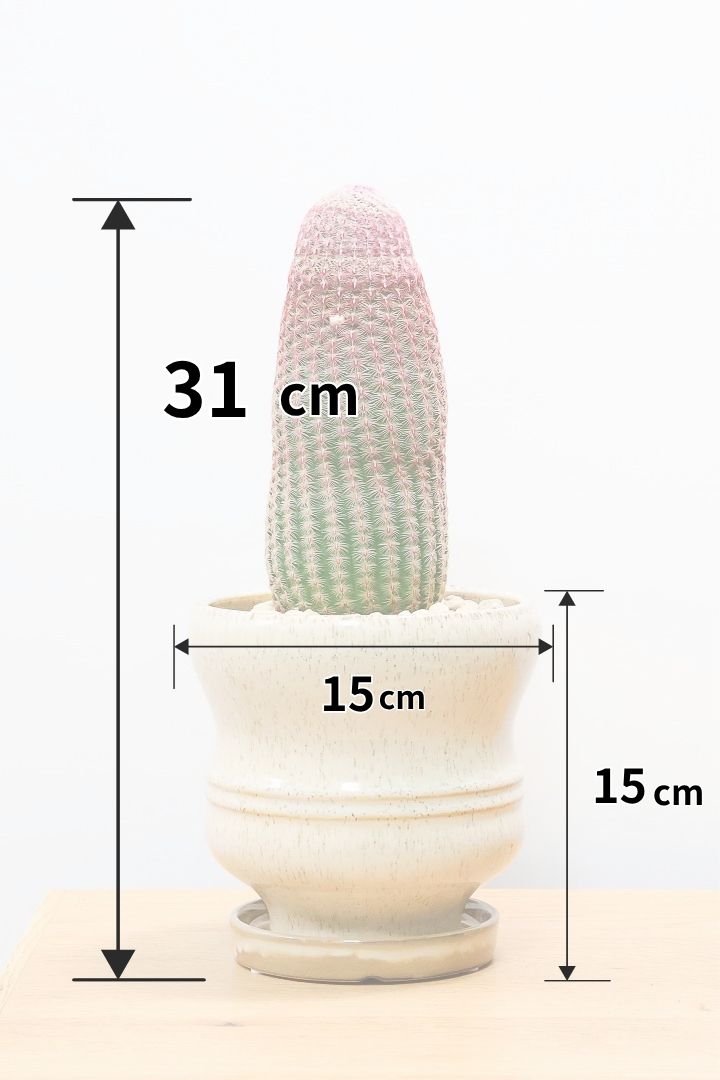 【エキノセレウス 紫太陽】サボテンには珍しい紫が美しい品種！この大きめサイズは希少なんです！傷もなく上質な逸品ですよ！