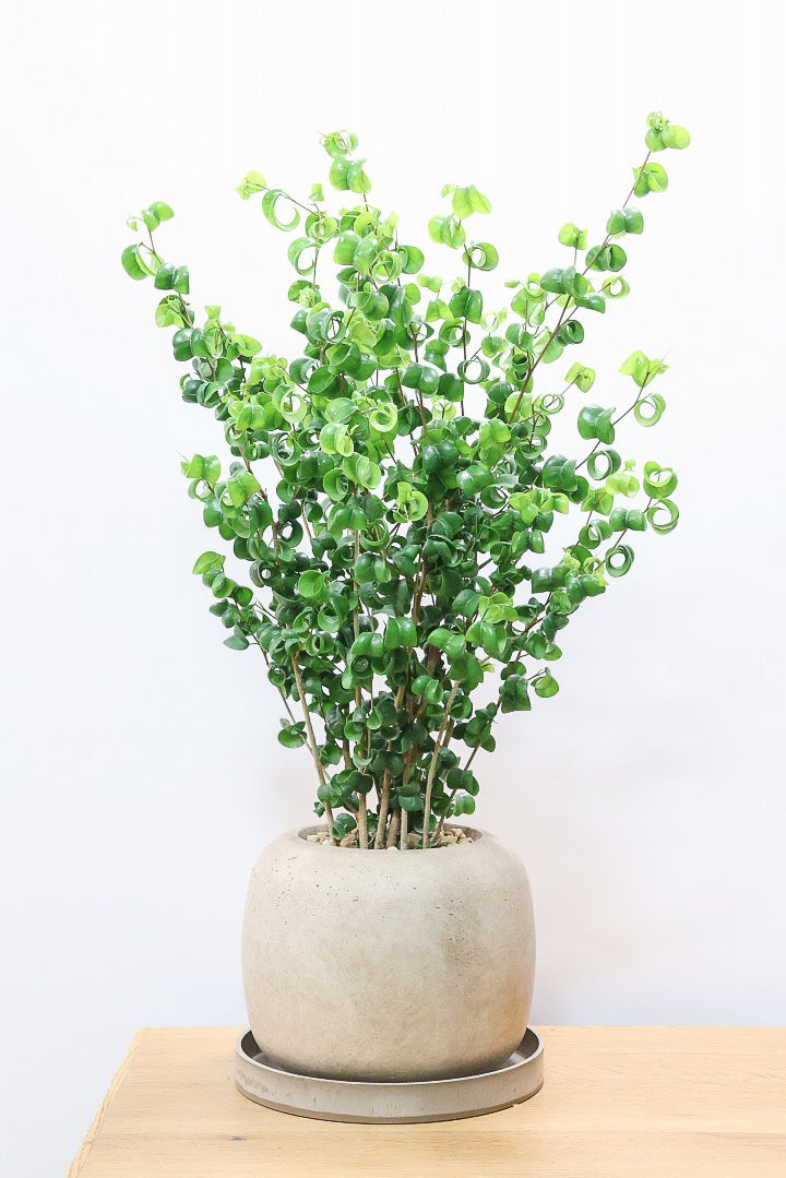 【ベンジャミン バロック】APEGO新作のかわいいPOT。まん丸としたフォルムとバロックの葉のフォルムが良い感じに合います！